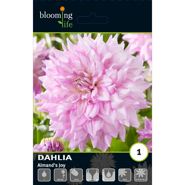 Георгина декоративная Элмандс Джой луковицы I