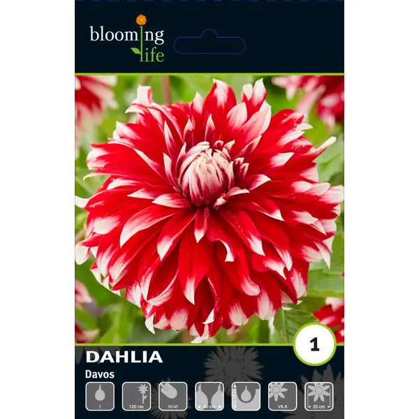 Георгина декоративная Давос луковицы I