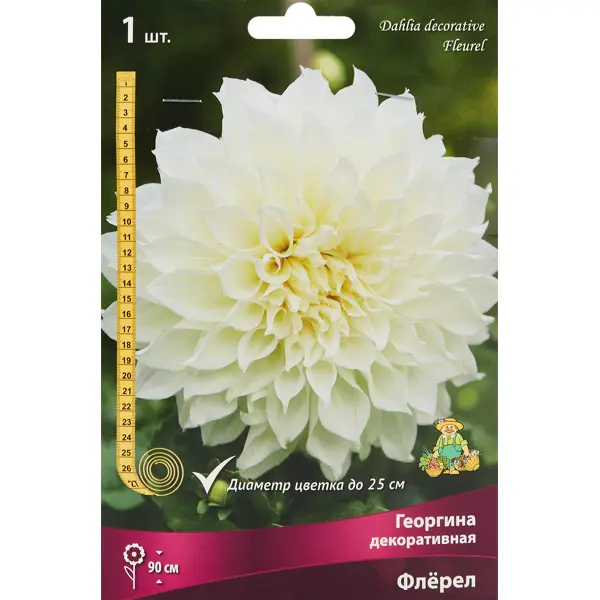 Георгина декоративная Флерел