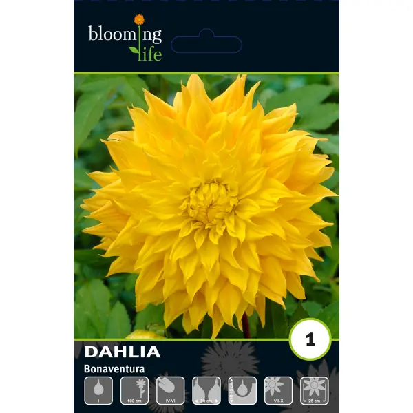 Георгина декоративная Бонавентура луковицы I