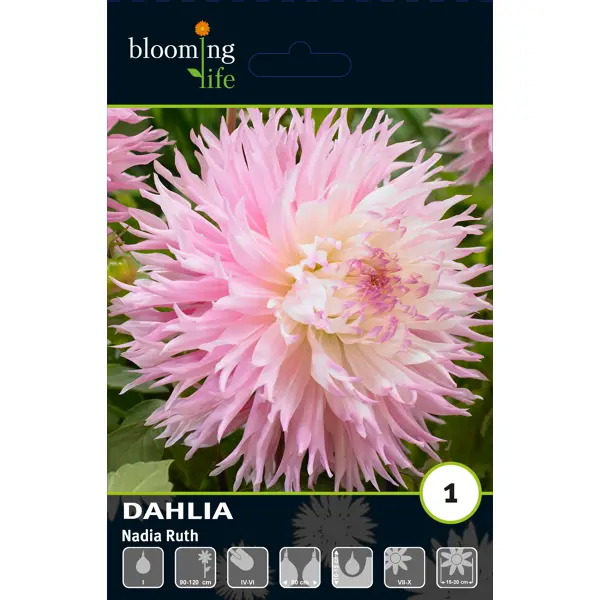 Георгина фимбриата Надя Руз луковицы I