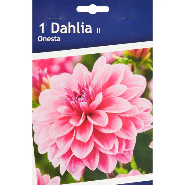 Георгина декоративная Онеста