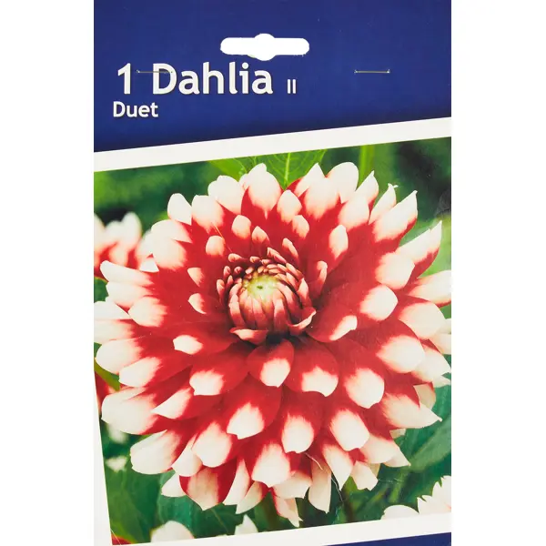 Георгина декоративная Дуэт