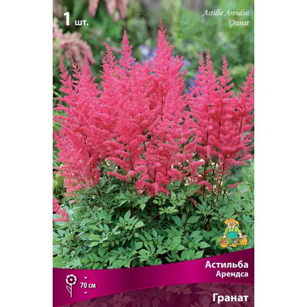 Астильба арендса Гранат I, 1 шт