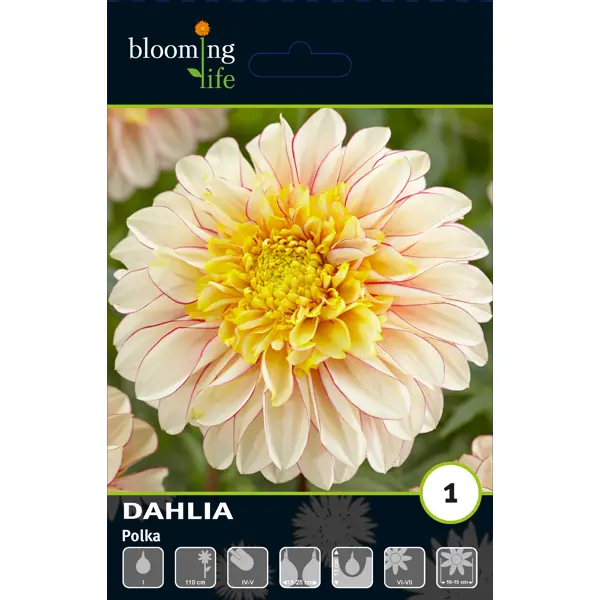 Георгина анемоновидная Полька луковицы I