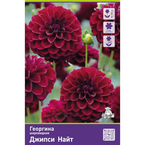 Георгина шаровидная Джипси Найт