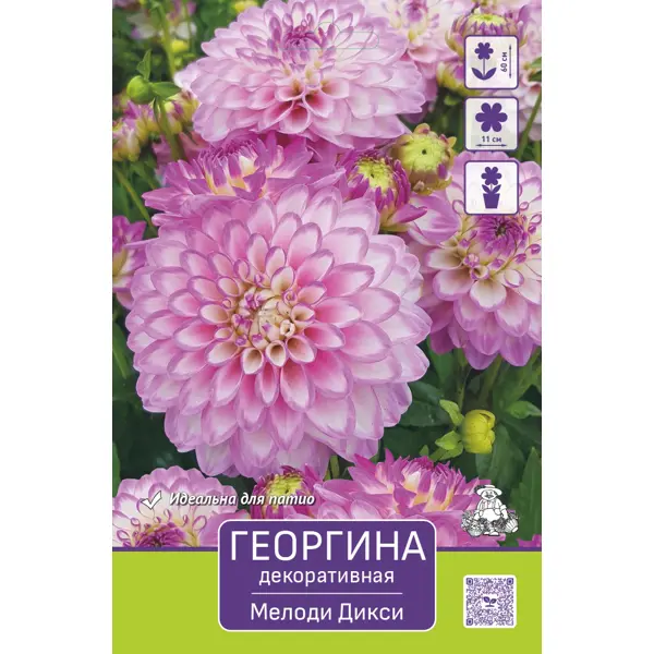 Георгина декоративная Мелоди Дикси