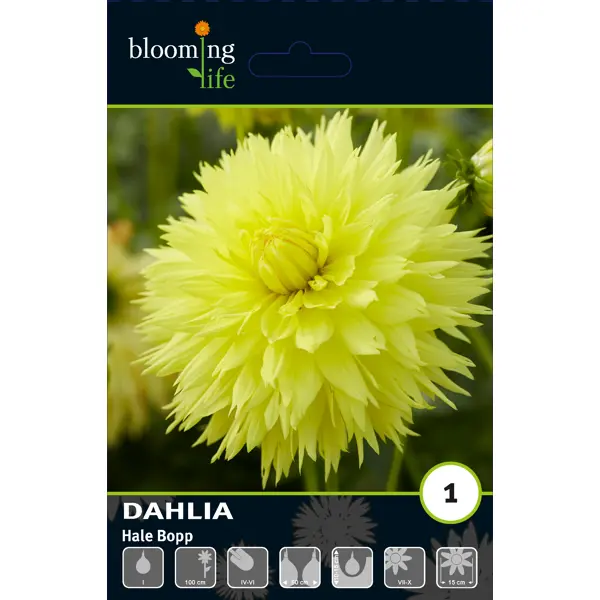 Георгина фимбриата Хейла Бопп луковицы I