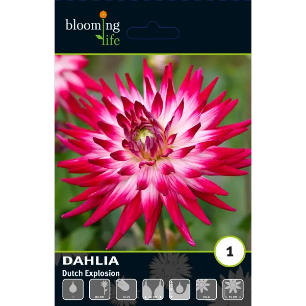 Георгина кактусовая Датч Экспложн