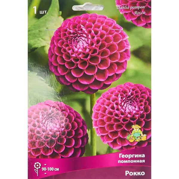Георгина помпонная Рокко