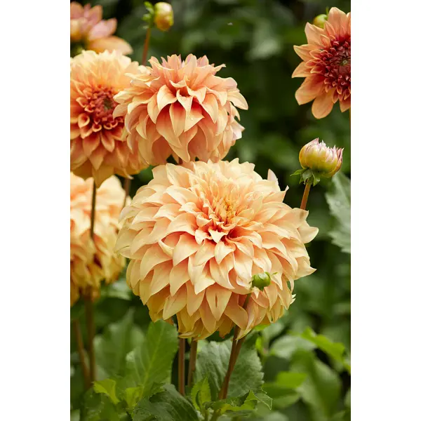 Георгина декоративная Грейт Геркулес