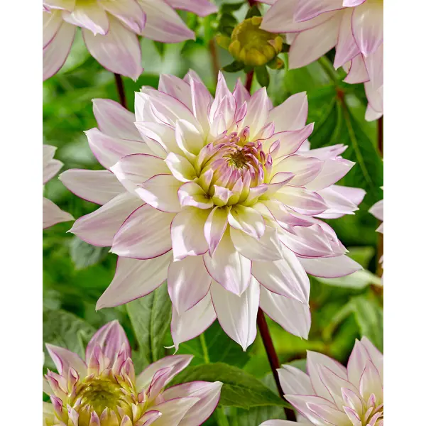 Георгина декоративная Крейзи Лав