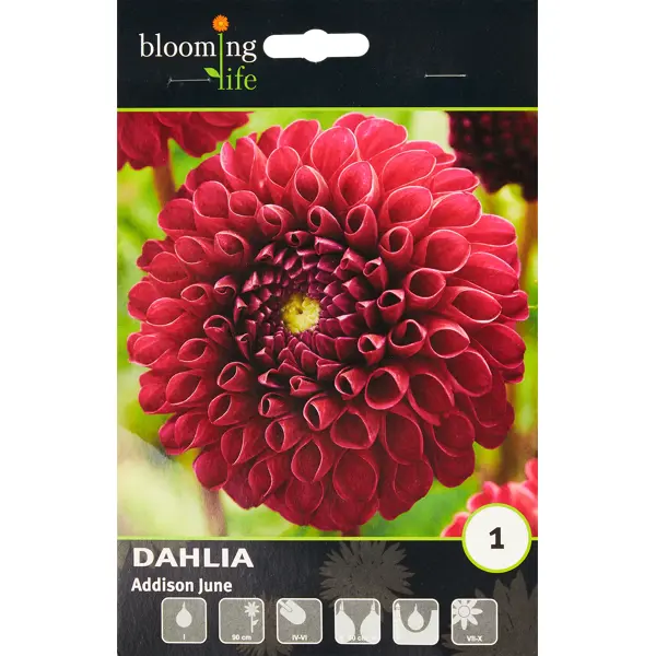 Георгина шаровидная Эддисон Джун