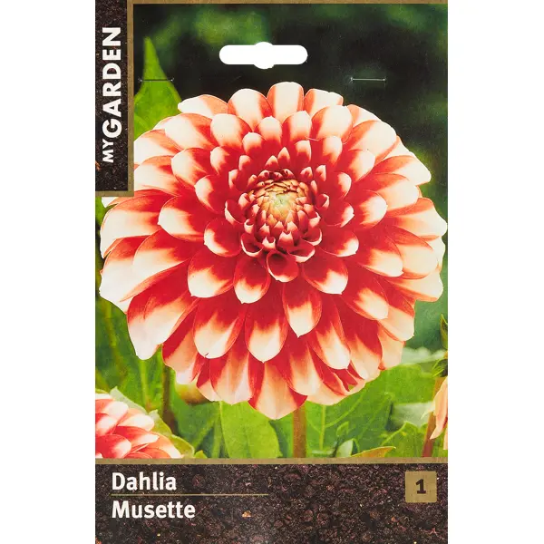 Георгина бордюрная Мьюзет