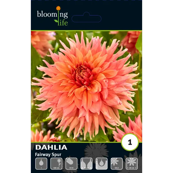 Георгина декоративная Фейрвей Спур