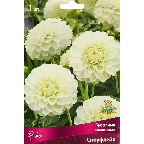 Георгина помпонная Сноуфлейк