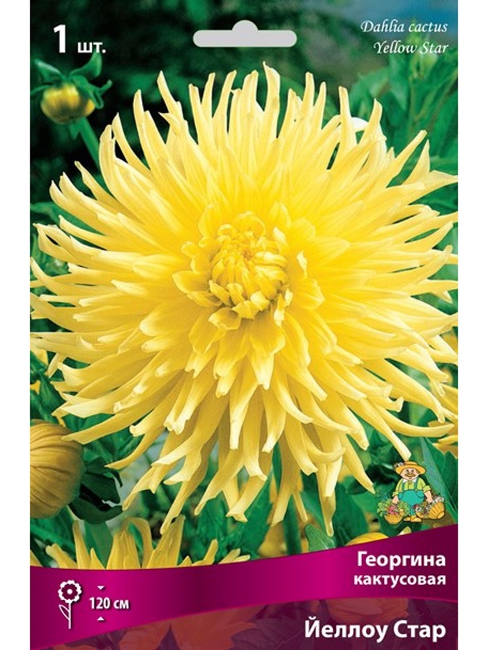 Георгина кактусовая Йеллоу Стар Разбор I, 1 шт.