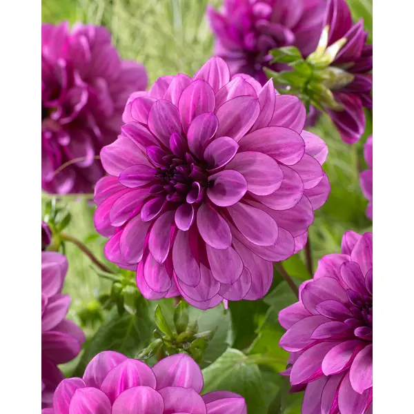 Георгина декоративная Блю Белл луковицы I