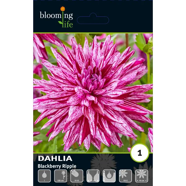 Георгина кактусовая Блэкберри Риппл