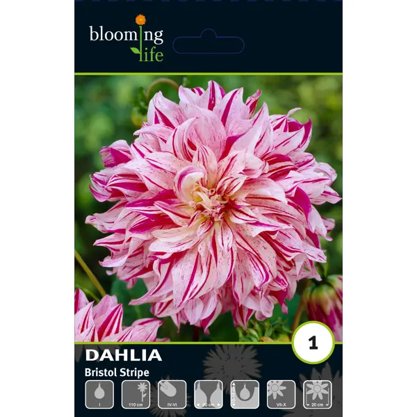 Георгина декоративная Бристол Страйп луковицы I