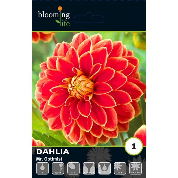 Георгина декоративная Мистер Оптимист