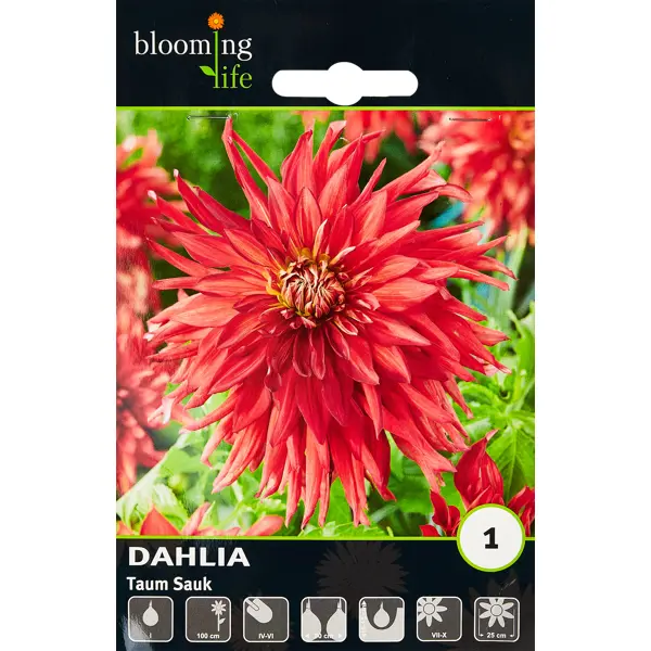 Георгина кактусовая Том Саук 100 мм