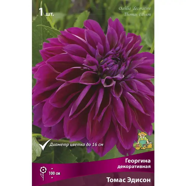 Георгина декоративная Томас Эдисон