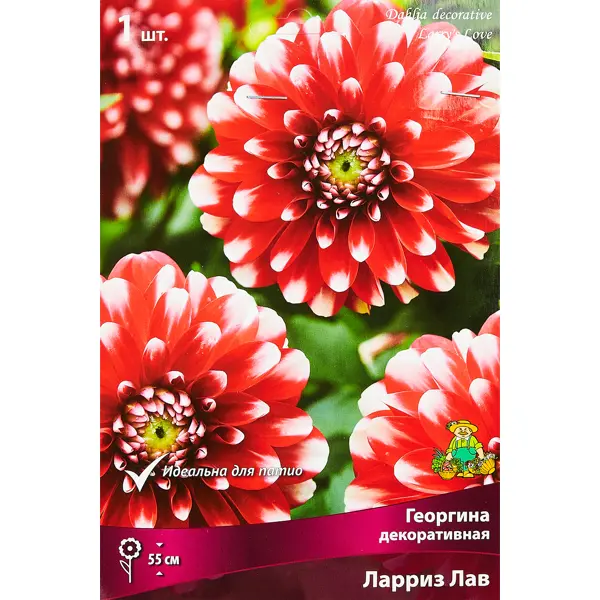 Георгина декоративная Ларриз Лав