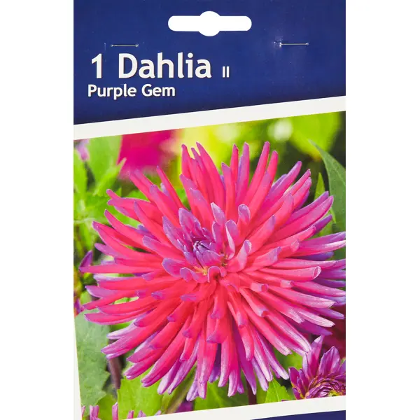 Георгина кактусовая Перпл Джем