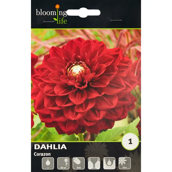 Георгина декоративная Корасон