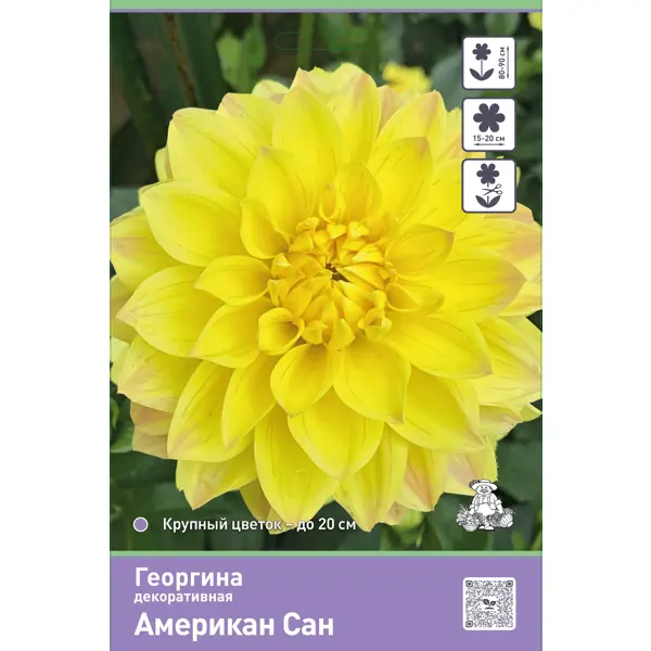 Георгина декоративная Американ Сан