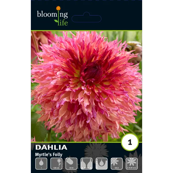 Георгина фимбриата Миртис Фолли луковицы I