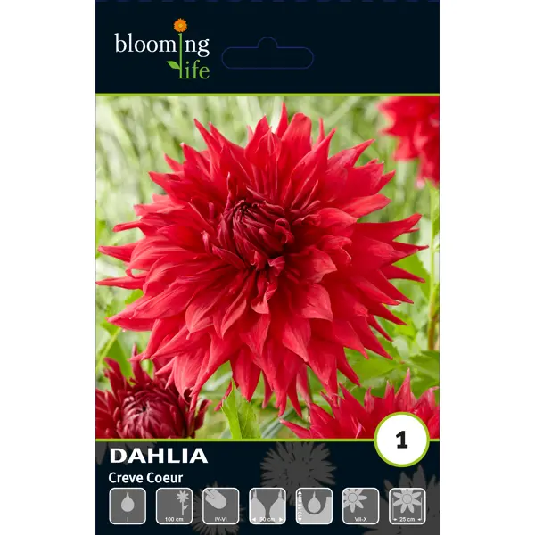 Георгина кактусовая Крив Коер луковицы I