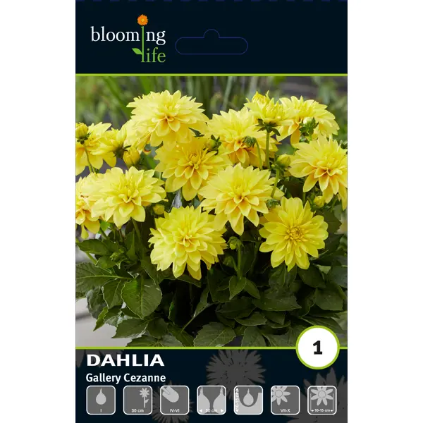 Георгина бордюрная Геллери Сезанна