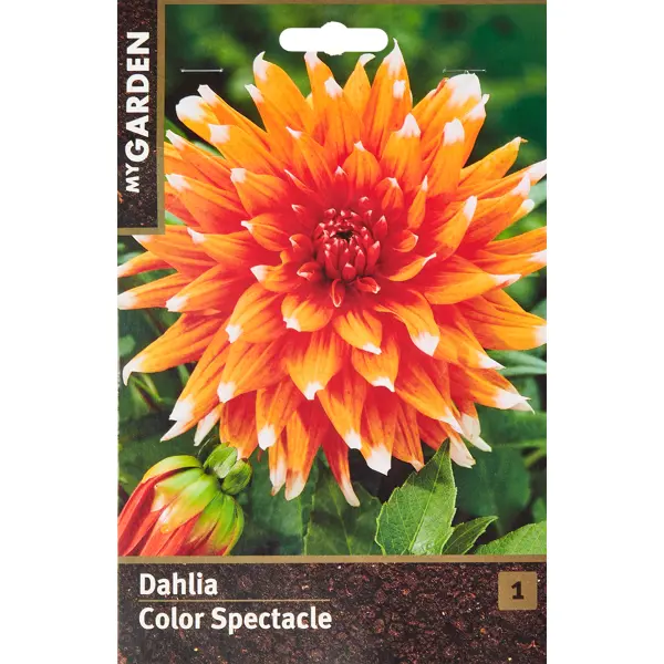 Георгина кактусовая Колор Спектакль